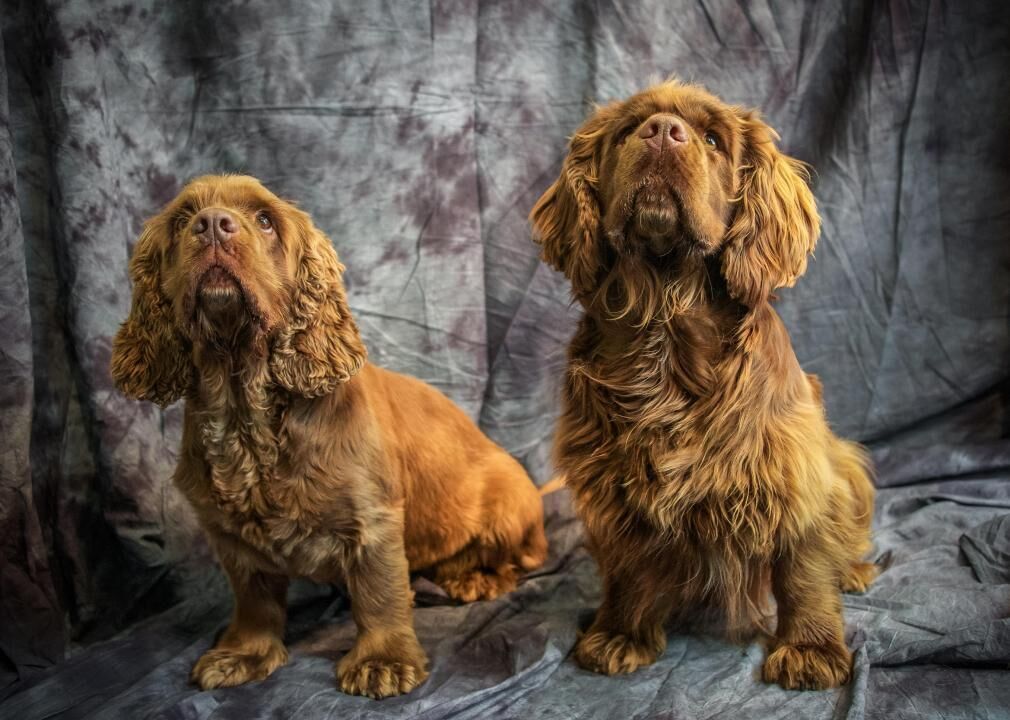 #21. Sussex spaniel